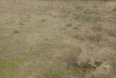 Teren de 1500 mp, în Lumina