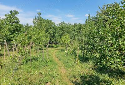 Casă cu 2 camere în Ilidia - 5