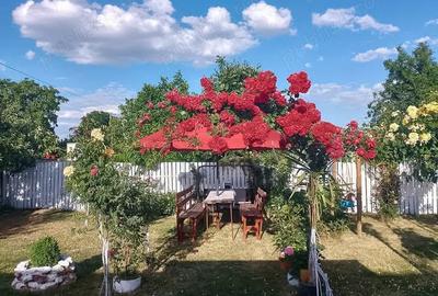 Casă cu 4 camere cu Teren 2300 Mp în Central - 1