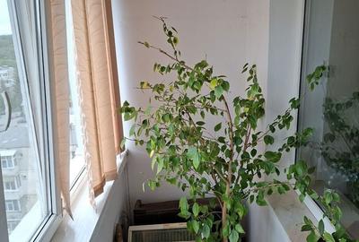 Apartament cu 2 camere decomandat în Central - 8