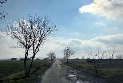 Teren de 500 mp, în Giroc - 5
