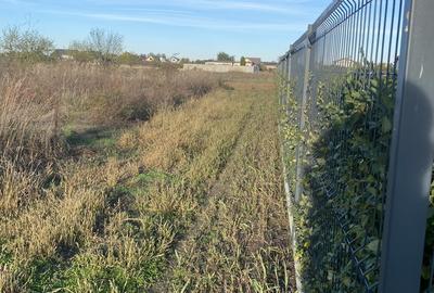 Domnesti, padurea Teghes - 11