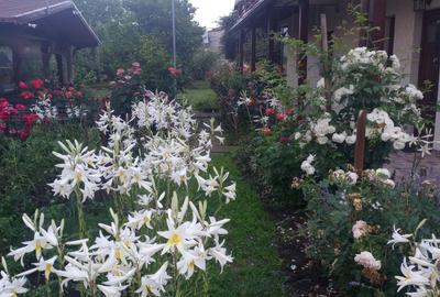 Casă cu 3 camere în Central - 1