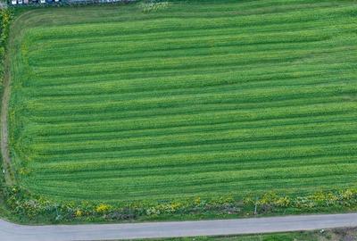 Teren agricol intravilan de 7811 mp, în Ciolpani - 5