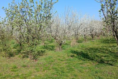 Teren de 1500 mp, în Zădăreni - 6