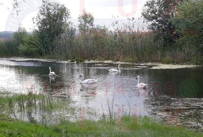 ID 7563 Teren Sat MINERI cu DESCHIDERE la LACUL CASLA - 4