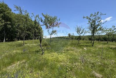 Teren agricol intravilan de 55600 mp, în Codru Butesii - 10
