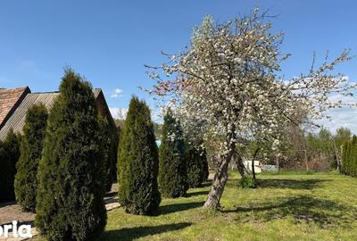 Casă cu 3 camere cu Teren 788 Mp în Central - 7