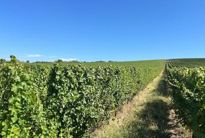 Vie de 115 Hectare în satul Dud, județul Arad - 4