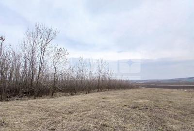 Teren Construcții intravilan de 6000 mp, în Cumpărătura - 4