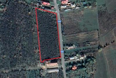 Teren de 10000 mp, în Băicoi - 3