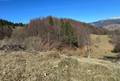 Teren 7000 mp Fundata la 15 km de  zona Bran-Moeciu - 6