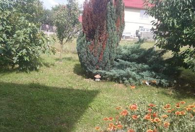 Zona Dumbravei, casa 10ari teren - 22