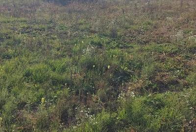 Teren de 721 mp, în Dumbrăvița