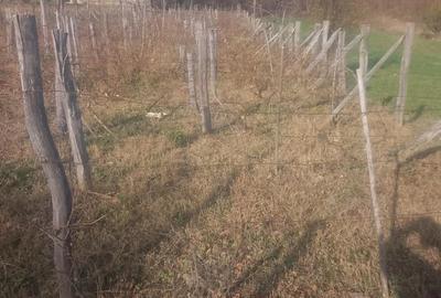Teren de 840 mp, în Oituz - 2
