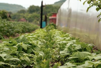 Teren agricol intravilan de 7603 mp, în Delenii - 17