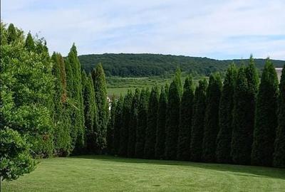 Casă cu 4 camere cu Teren 800 Mp în Livezeni - 3