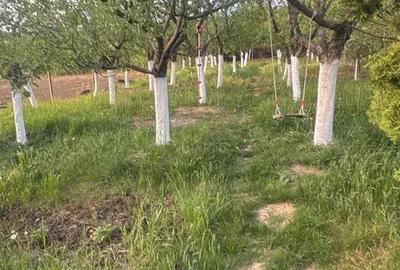 Casa 4 camere , Sancraiul de Mures , Str. Vale , Livada - 2