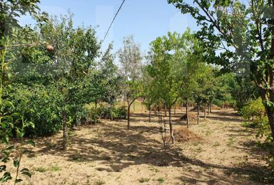 DE VANZARE Casa cu gradina mare in Lugoj - 2