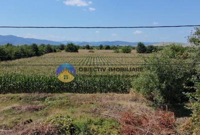 Teren intravilan 3866 mp Dumbrava Rosie - 8