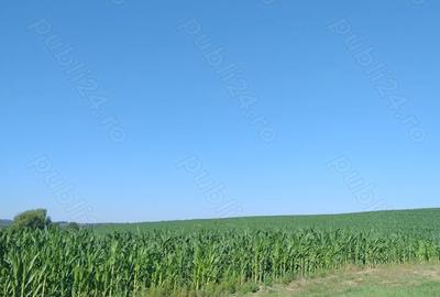 Teren în Valea Albă - 2