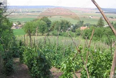Teren de 6890 mp, în Crasna - 2
