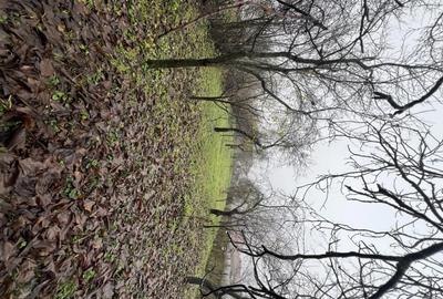 Casă cu 3 camere cu Teren 1114 Mp în Vechea - 4