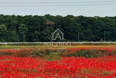 Vanzare teren 7.000 mp – Buftea, zona Tămași | lângă pădure - 3