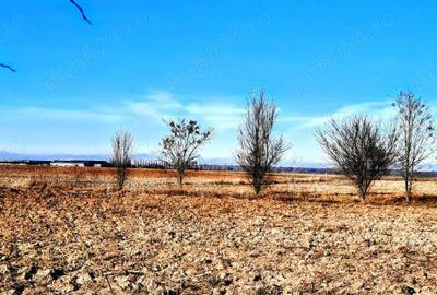 Casă cu 2 camere cu Teren 2536 Mp în Poienarii-Rali - 4