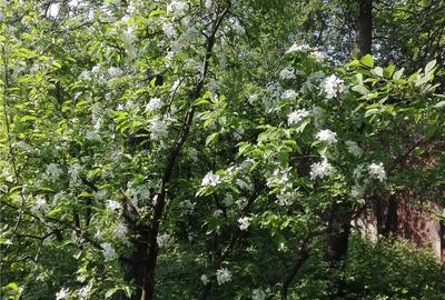 Parte de casa mare cu teren aferent 1050 mp central in Satu Mare, ideal ?i pentru afaceri - 4