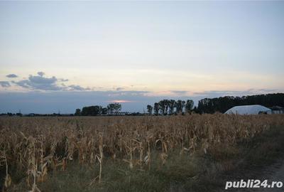 Teren de 7440 mp, în Slătioara - 1