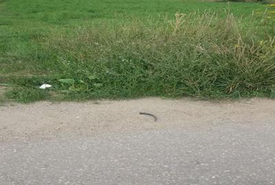 Teren Construcții intravilan de 1400 mp, în Galda de Jos - 1