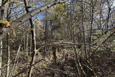 Teren de 13167 mp, în Bughea de Sus - 3