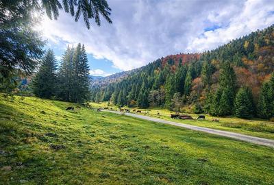 Teren intravilan de 4591 mp, în Plaiul Foii - 5