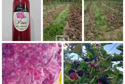 Ferma agricola, plantatii de mure, trandafiri, vita-de-vie - 18