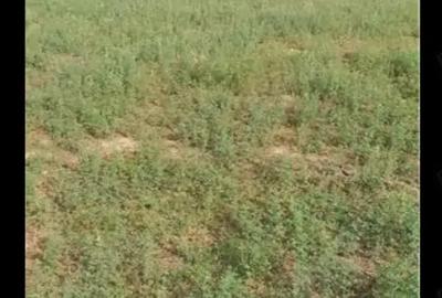 Teren de 3750 mp, în Husasău de Tinca - 4