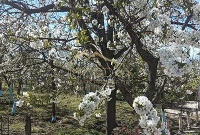 Vila 9 camere***gradina cu pomi fructiferi//1085 mp teren***Dragomiresti-Deal - 20