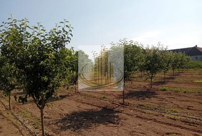 Teren agricol intravilan de 16000 mp, în Belinț - 22