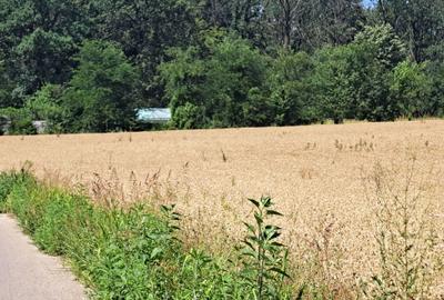 Teren de 7318 mp, în Lupăria - 6