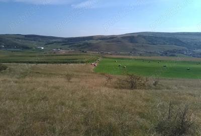 Teren de 8000 mp, în Chinteni - 14