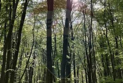 Teren în Bunești - 5
