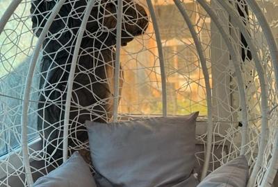 Casa Individuala Berceni 4 Camere 3 Locuri Parcare - 12