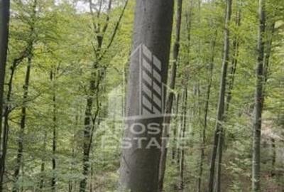 INVESTITIE CU PROFIT RAPID Padure 120+ Ani Fag & Gorun - 10