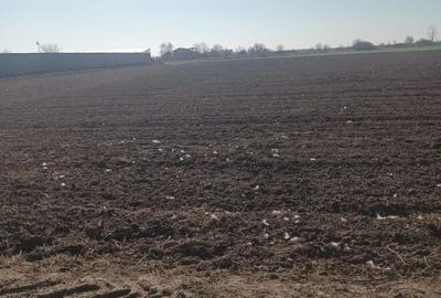 Teren de vanzare, Ordoreanu, Ferma de Struti, pret discutabil - 4