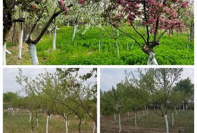 Casa de vanzare cu teren, Parscoveni, langa Bal? Casa de vanzare cu teren, Parscoveni, langa Bal? - 7