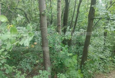 Teren intravilan, 5857 mp, Baltati, Horodnicu de Sus - 6