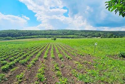 Proprietate com.Bodesti, casa + anexe + teren 7481 mp - 2