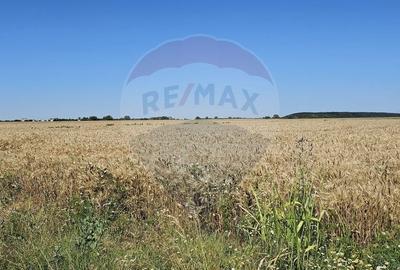 Teren agricol extravilan de 7742 mp, în Corbeanca - 1