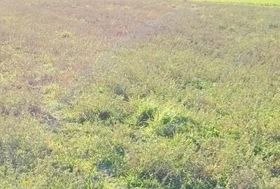 Teren de 1630 mp, în Luizi-Călugăra