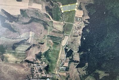 Teren de 480000 mp, în Prunișor - 5